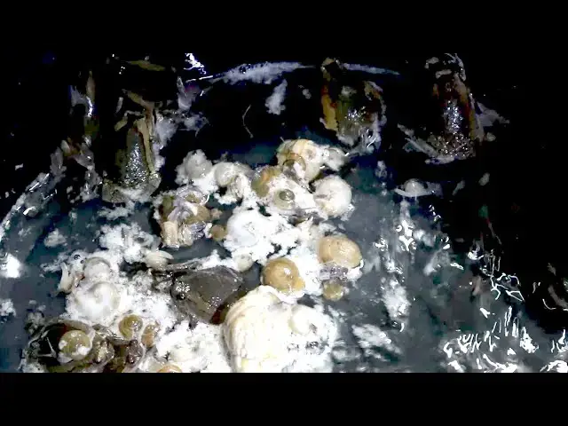 'Video thumbnail for The frog | Finding catch all frog after rain at night has a lot'