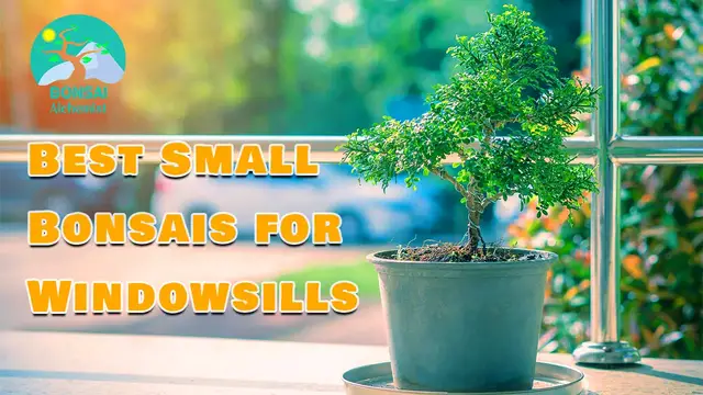 Video thumbnail for Best Small Bonsais for Windowsills