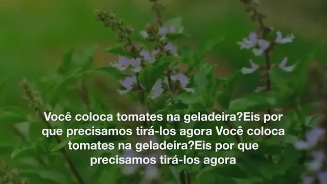 Video thumbnail for Você coloca tomates na geladeira? Eis por que precisamos tirá-los agora