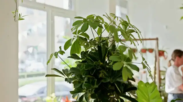 Video thumbnail for A Guide to Caring for Spider Plants