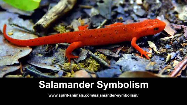 'Video thumbnail for Salamander Symbolism'