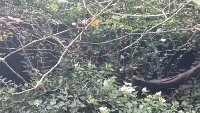 Video thumbnail for nature's gentle moment : butterflies and flowers