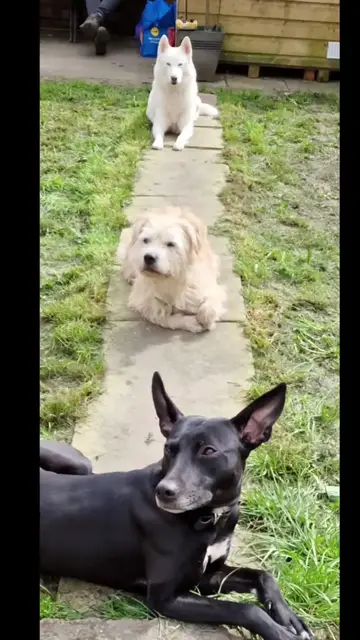 Video thumbnail for In Memory of Bruno.... forever a legend, and in love with his Ghost