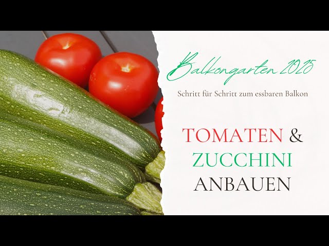 Video thumbnail for Tomaten & Zucchini anbauen 🌿 Balkonjahr 2025 – Schritt für Schritt zum essbaren Balkon
