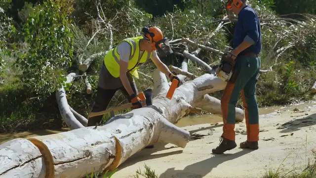 Video thumbnail for how to get hardwood in dreamlight valley