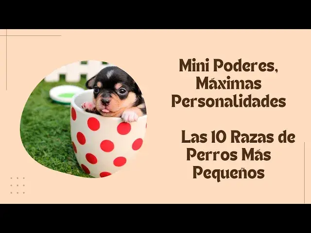 Video thumbnail for ¡Mini Poderes, Máximas Personalidades! Las 10 Razas de Perros Más Pequeños y Adorables del Planeta
