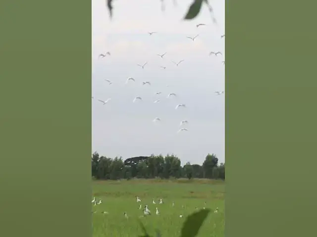 Video thumbnail for All Bird Finding Catch Food in Field  #birdslover #avianlife #babybird #birdsounds #animal #avian