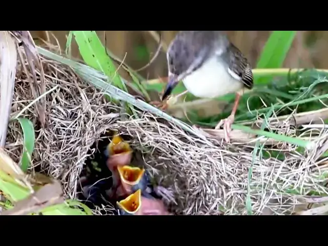 Video thumbnail for baby birds on nest / Grown Baby Birds in Nest: An Incredible Sight @viralbirdNest