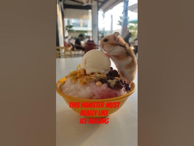 Video thumbnail for The Hamster Must Really Like Ice Kacang #adayinthelifeinasia #exploreanddiscover #icekacang