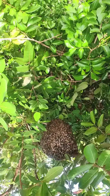 'Video thumbnail for The Bee'