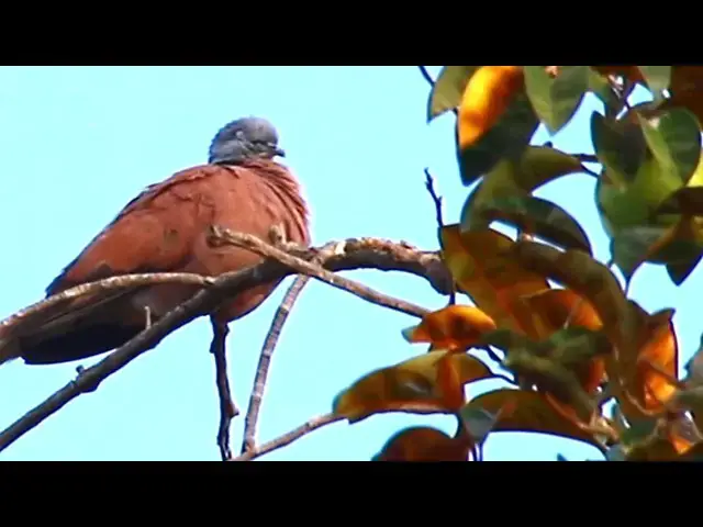 Video thumbnail for Two Baby Dove Bird on nest waiting feed from mother birdsl \- baby brds on nest