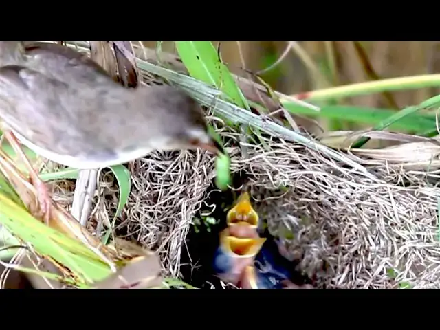Video thumbnail for Hungry Hatchlings: Nest Feeding Tips \-baby birds on nest