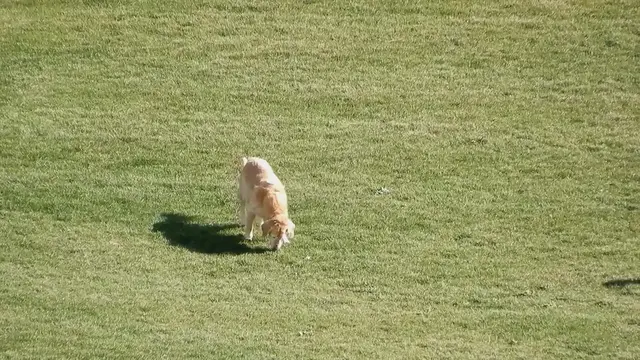 Video thumbnail for "Two-Legged Rescue Dog Cola Seeks Forever Home After Overcoming Obstacles with 'No Limitations'"