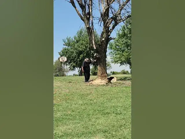 Video thumbnail for Black locust tree, worst tree ever to work on