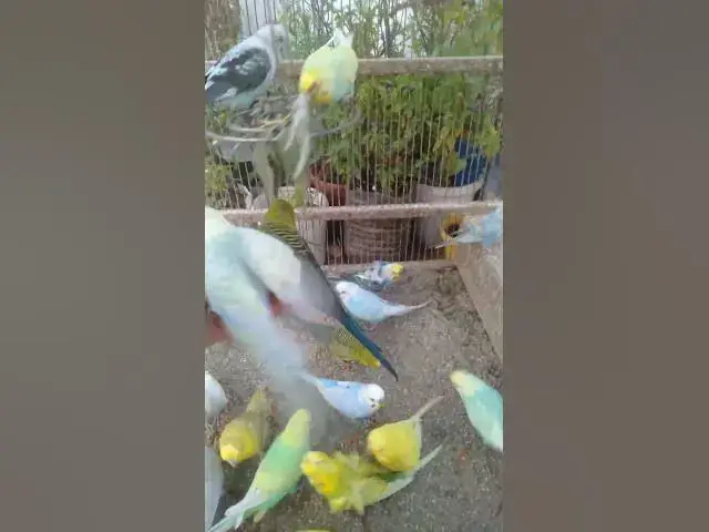 Video thumbnail for 💤 Adormeça em segundos com o canto suave dos pássaros