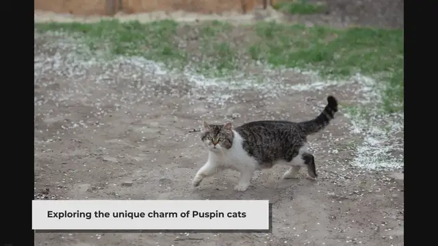 'Video thumbnail for Puspin Cat Breed: A Unique Blend of History, Characteristics, Health, and Adoption'