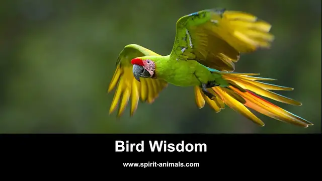 Video thumbnail for Bird Wisdom