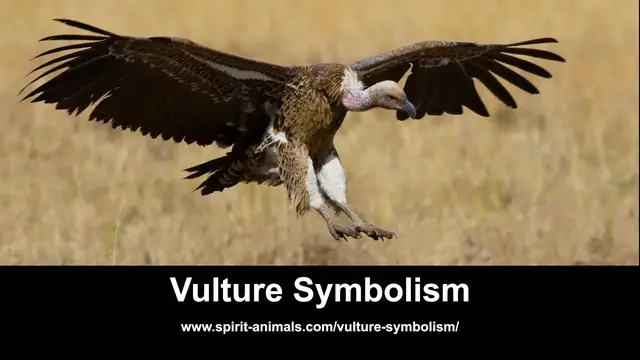 Video thumbnail for Vulture Symbolism