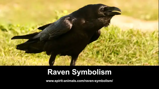 Video thumbnail for Raven Symbolism