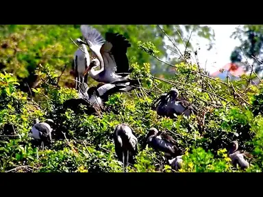 'Video thumbnail for Amazing of bird - A lot nest bird | Area bird wild life'