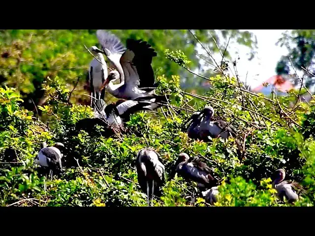 Video thumbnail for Amazing of bird - A lot nest bird | Area bird wild life