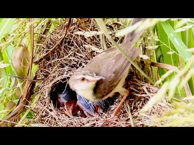 Video thumbnail for mother bird catch grasshoper eating to babies on nest