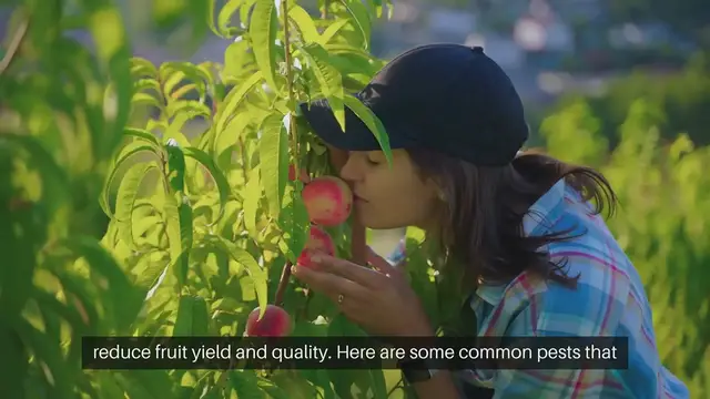 Video thumbnail for Common Fruit Tree Pests