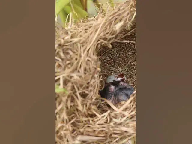 Video thumbnail for Babies wild grown Bird life EP#040 #nestegg #egglaying #satisfying #nestling  #birds #babybird #baby