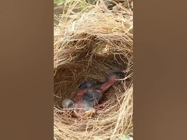 Video thumbnail for Baby Wild Bird Golden Bird in nest  EP#015 #birds #avian #babyanimal #wildbirdlife #babybird