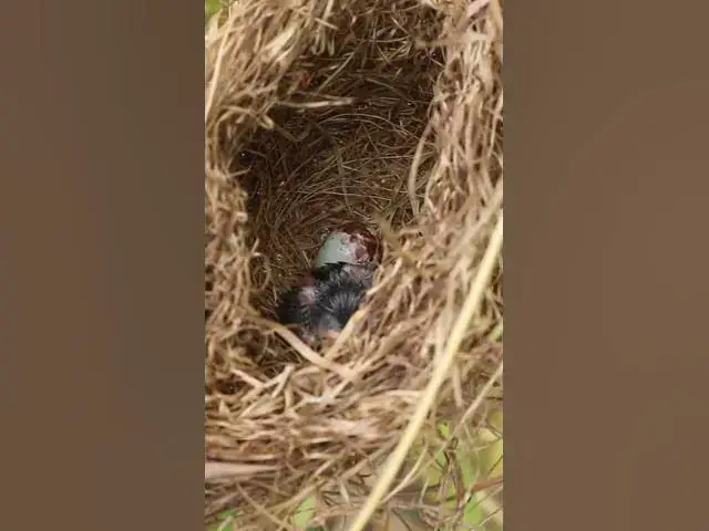 Video thumbnail for Baby Grown Sparrow In Nest EP#037 #nestegg #egglaying #satisfying #nestling  #birds #babybird #baby