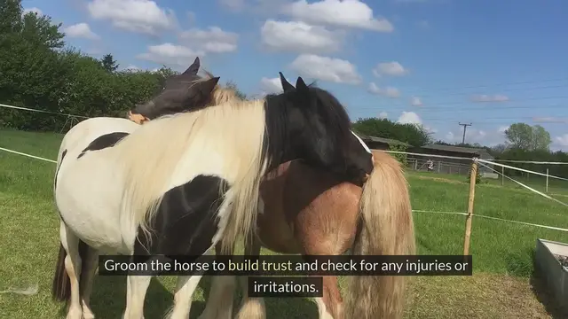 Video thumbnail for The Ultimate Guide to Riding Horse