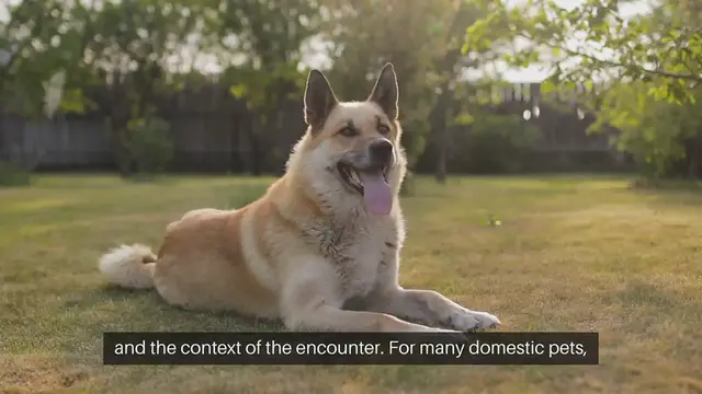 Video thumbnail for Pet Interaction with Other Animals