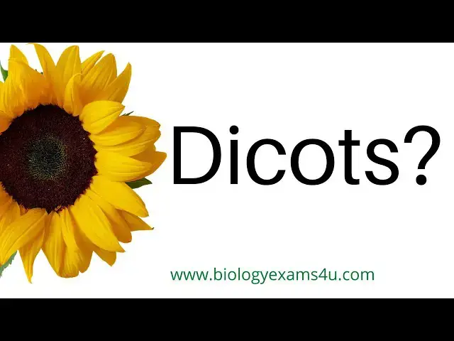 'Video thumbnail for What are Dicots? 10 Examples of Dicots'