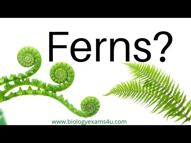 'Video thumbnail for What are Ferns? 10 Examples of Ferns'