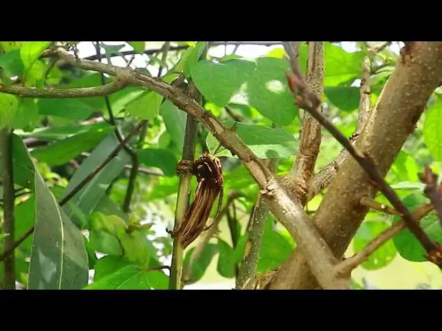 'Video thumbnail for What is insect?'