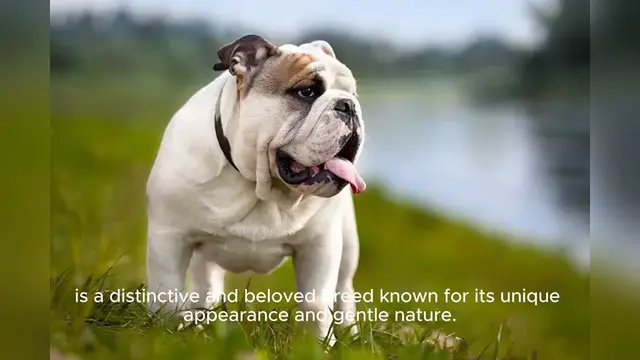 Video thumbnail for Bulldog