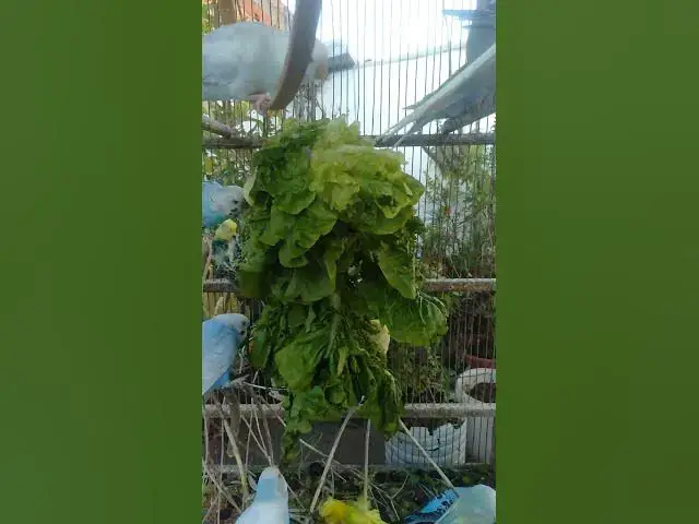 Video thumbnail for 🎶 “Um minuto de tranquilidade — Quer mais Veja 2h de natureza viva 🎧”