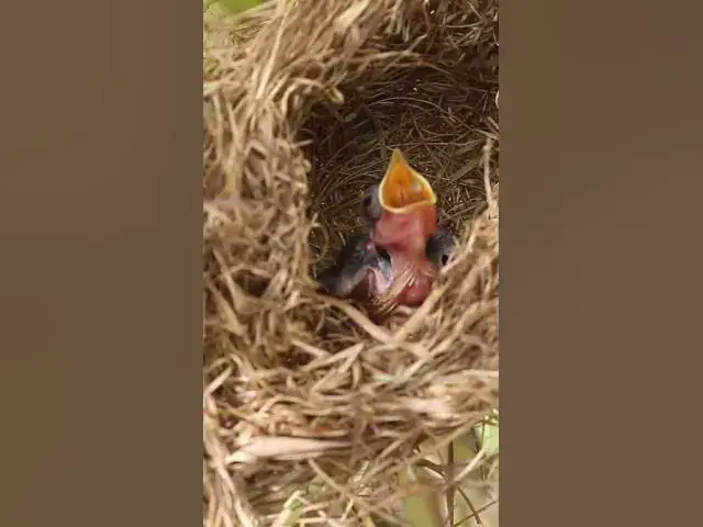 Video thumbnail for Babies Cries Feed in Nest  EP#0104 #nestegg #egglaying #satisfying #nestling  #birds #baby  #nature