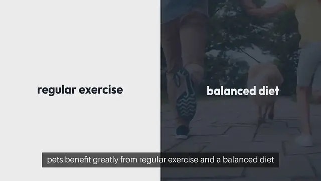 Video thumbnail for Pet Fitness Plan