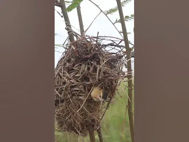 Video thumbnail for Babies golden bird in nest EP#038 #nestegg #egglaying #satisfying #nestling  #birds #babybird #baby