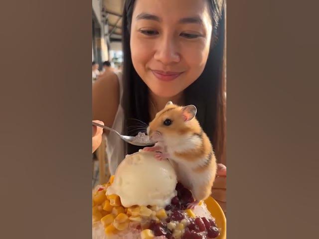 Video thumbnail for Hungry animals #adayinthelifeinasia #exploreanddiscover #asia #travel