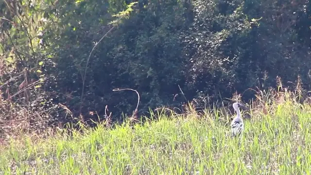 'Video thumbnail for Grey crowned wild bird catch food in field eat'