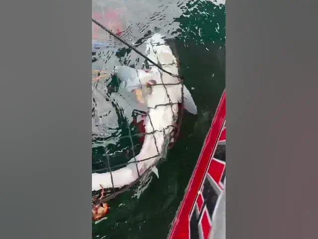 'Video thumbnail for Dogfish shark gets stuck in a crab pot! It doesn’t end well in Shark Vs Crab!'