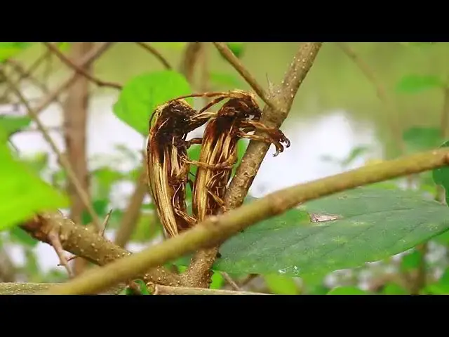 'Video thumbnail for unkhnow of name insect life at field'