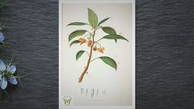 'Video thumbnail for How to Revive Dying Impatiens: Tips and Tricks for Bringing Your Plants Back to Life'