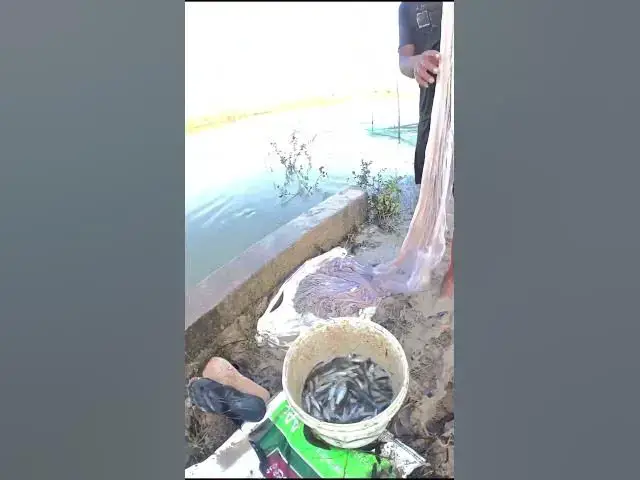 Video thumbnail for Fishman catch fish alot Fish#004 #fishing #fish #fishingvideo