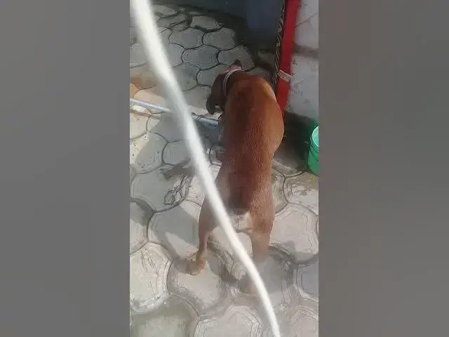 Video thumbnail for Adurable scooby doo