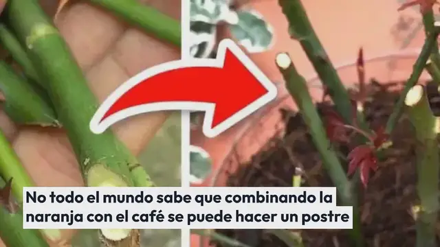 Video thumbnail for Naranja y café, la combinación que no esperas: quedarás satisfecho con el resultado