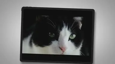 'Video thumbnail for Was sind große Fehler, welche du mit deiner Katze machen kannst?'