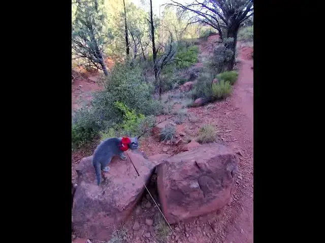 Video thumbnail for Tethering my cat leash